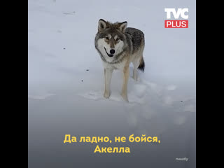 Встреча с волком