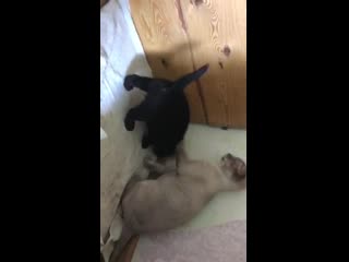 Помёт д (чейни чайм и джетта блэк)