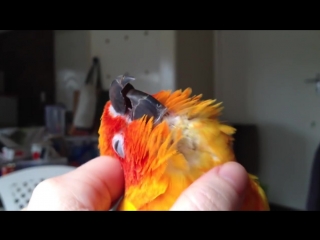 Mr mojo risin the sun conure mp4