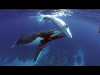 Swim with humpback whales scuba diver life