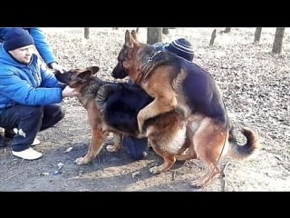 Вязка молодые mating german dogs कुत्ता संभोग। الكلاب التزاوج مضحك