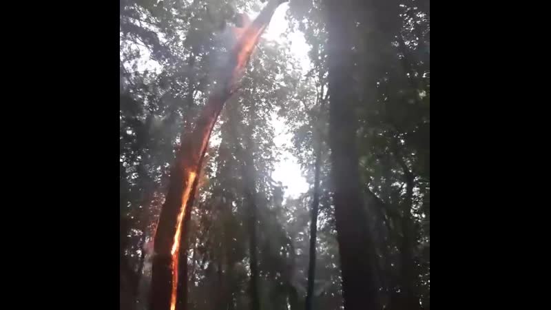 Последствия попадания молнии в дерево