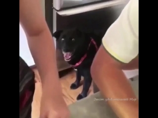 Жутко смешно