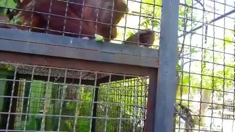 Орангутан дана!