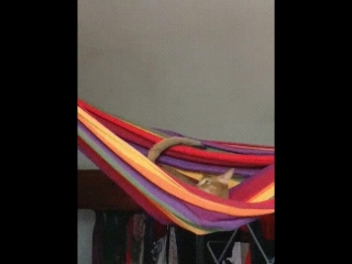 Hammock cat terrorised by porn snake