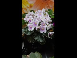 Video 20210104 124055 mp4