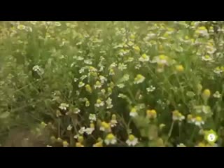 Solovey milk 20200815 1 mp4