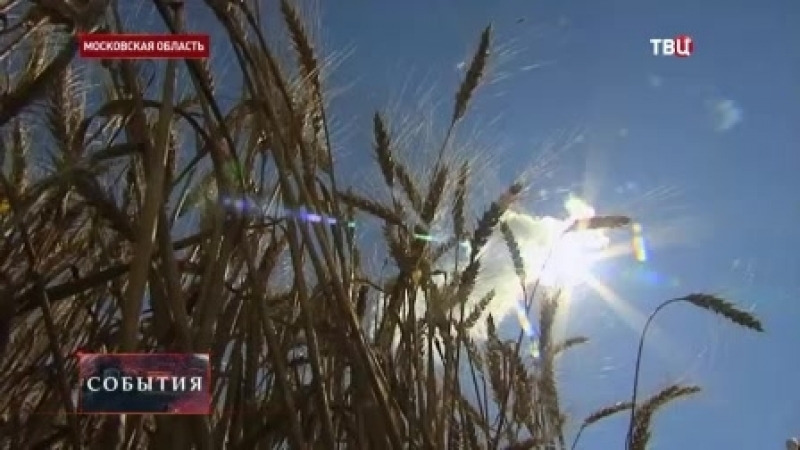 Российские селекционеры вывели уникальный сорт пшеницы