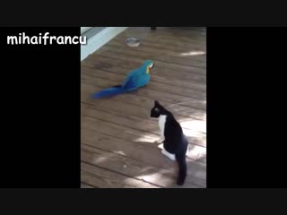 Funny parrots annoying cats compilation new hd