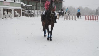 Вика и хома