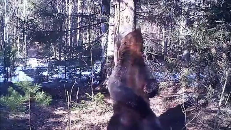 Танцующий медведь