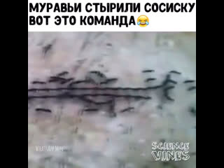 Муравьи стырили сосиску 🐜