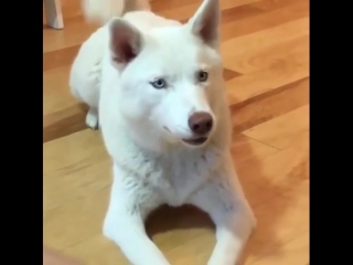 Когда говоришь серьёзно, но все ржут (vhs video)