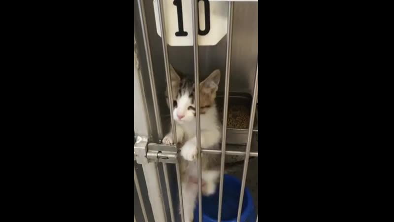 Возьмите эту молодые