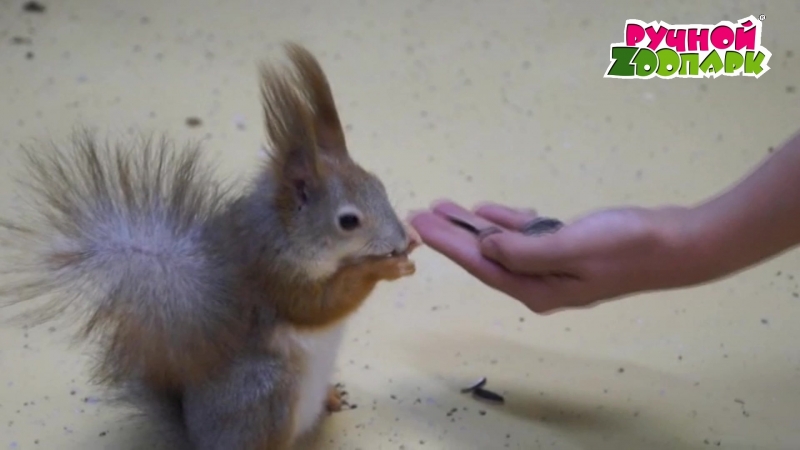 Белочки грызут семечки