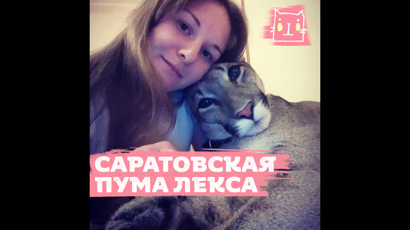 Домашняя пума лекса