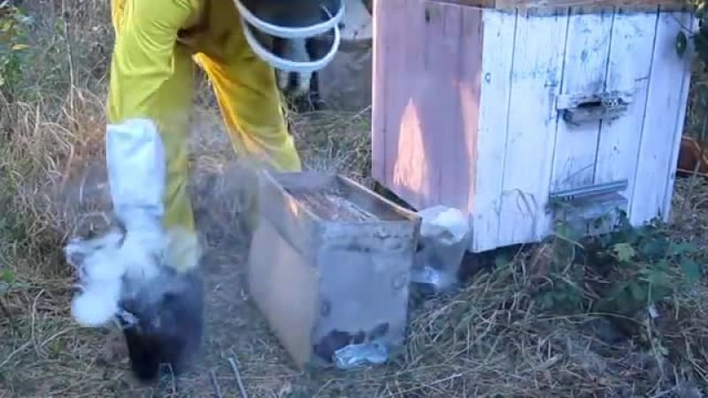 Поимка бродячего роя в лесу