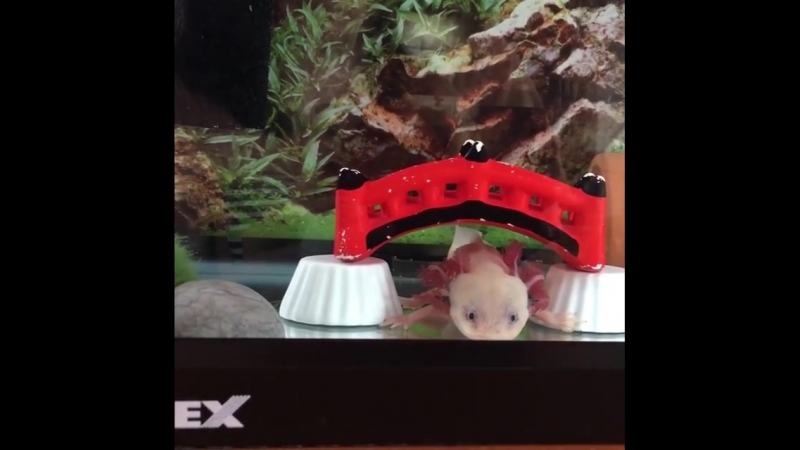 Ловит ртом пузырики