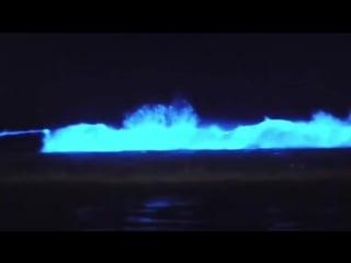 Биолюминесцентный планктон (bioluminescent plankton)