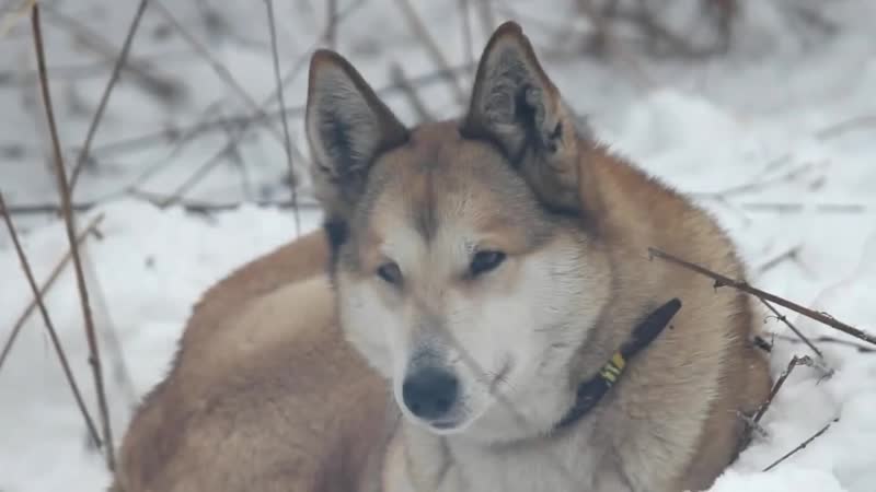 Рне брянск устройство лагеря в зимних условиях 2013