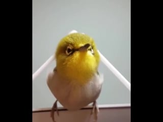 Японскую птичку массажируют ватными палочками