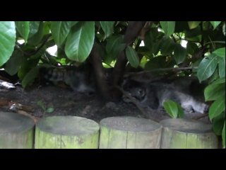 Молодая поросль бойцовых манулов в действии))