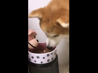 Com/shibasandakitas instagram com/akira hime akitainu