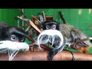 Бородатый тамарин (emperor tamarin)