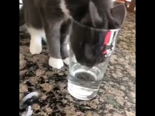 Kitten to catz 20200718 3 mp4