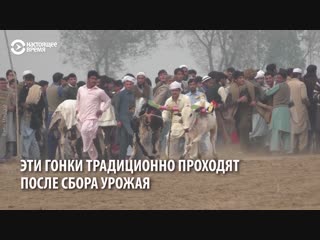 Гонки на быках в пакистане