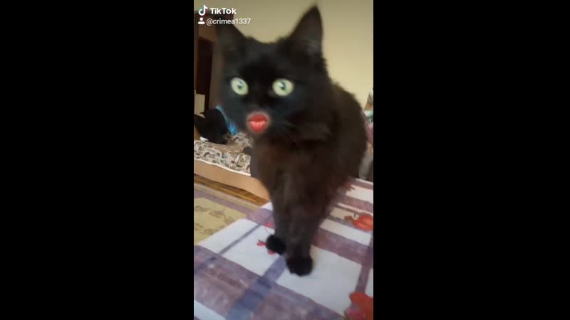 Виталя ебанулся на карантине и выебал кошку