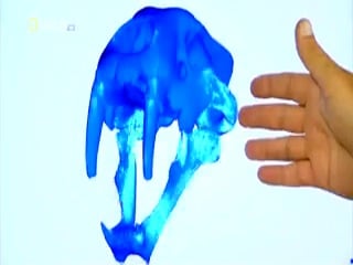 Доисторические хищники саблезубый тигр /saber tooth cat/ 2007
