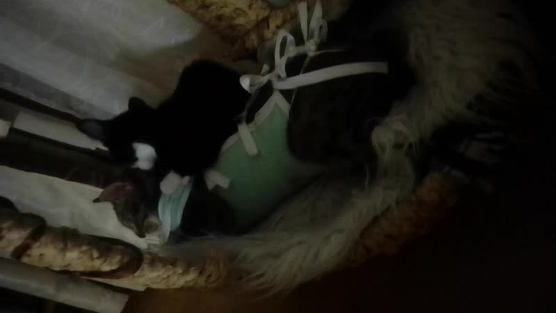 Стеша обнимает маму