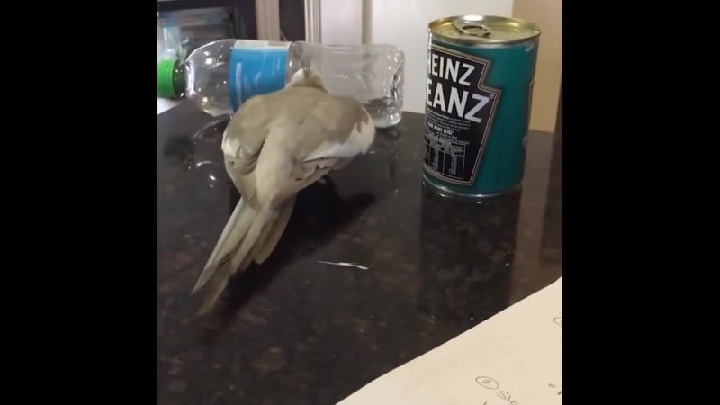 Пернатый хулиган (vhs video)