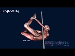 Sls how to yogini pole dance muscle animation easyflexibility pole dancing