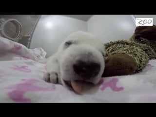 The cutest polar bear cub ever dreaming and snoring (hd720 [mp4])