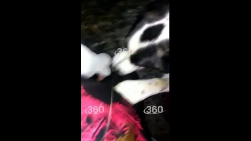 Озабоченный алабай пристал девушке в подмосковье