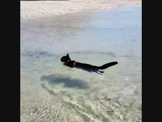 Winnie is a rescue cat who loves to swim! here's the first time she ever swam