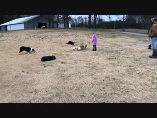 These dogs herding ducks through obstacles by the use of whistle commands