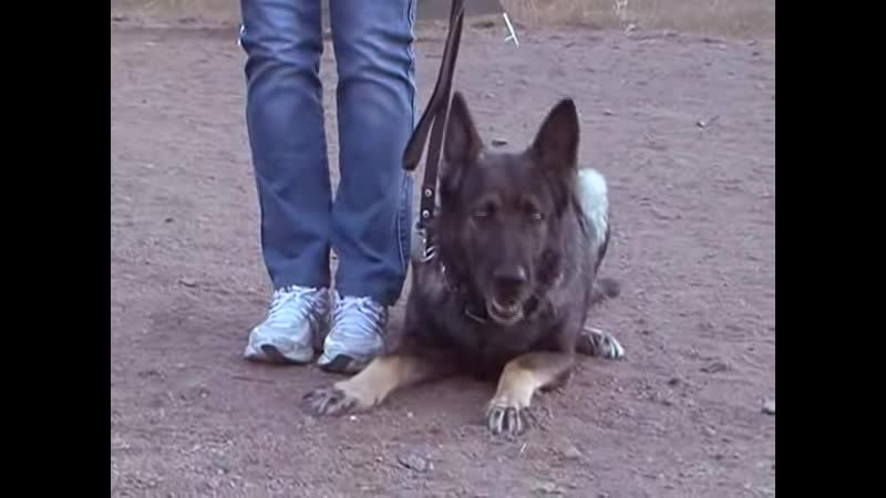 Домашний зоопарк немецкая овчарка