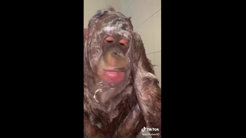 Старый дед обезьян закинул снюс и кайфует