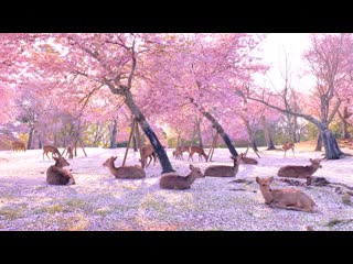 Deer and cherry blossoms in nara park, japan