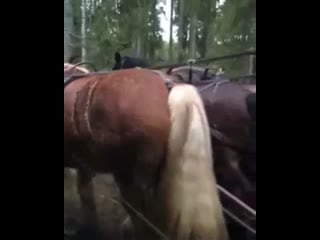 Красивые кони👍