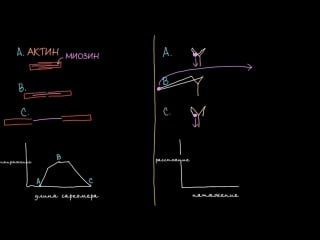 Сравнение активного сокращения и пассивного упругого возврата
