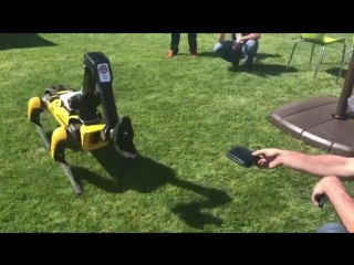 Spotmini от boston dynamics ворует кошельки xd