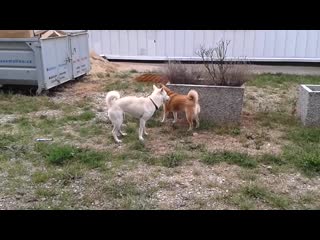 Кисю ину kishu inu wants to play with shiba inu