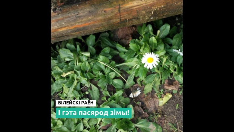 Кветкі ў студзені зіма ў беларусі