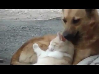 320px x 240px - Cat & dog in love - BEST XXX TUBE