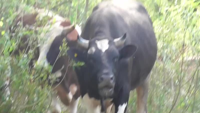 [земеля] на лодке в ливень промок до нитки клюет щука и окунь