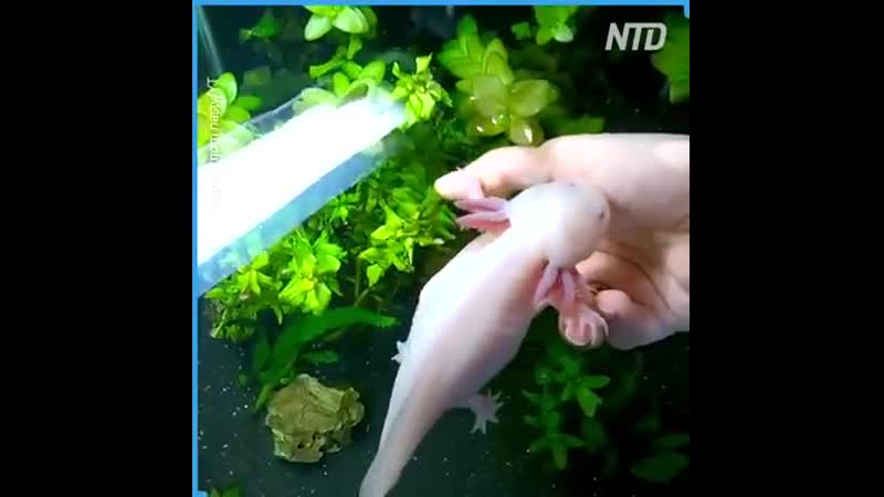 Прирученный аксолотль любит свою хозяйку